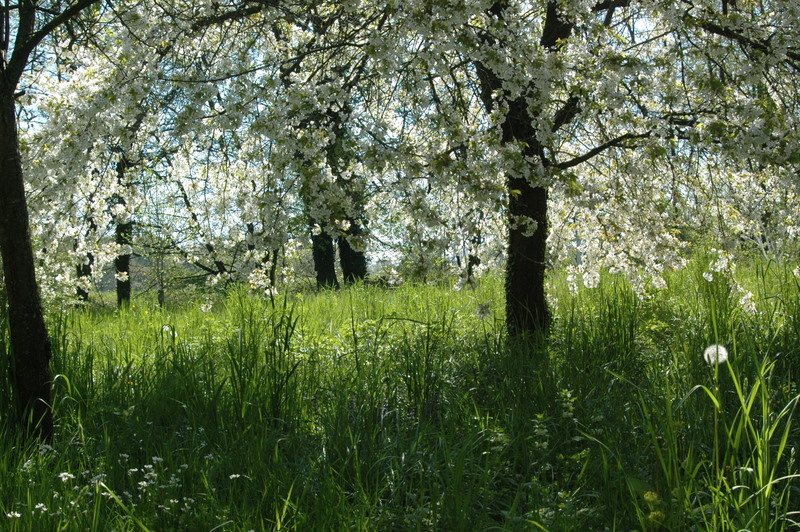 Dans le jardin