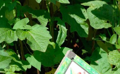 Étiquettes de jardin